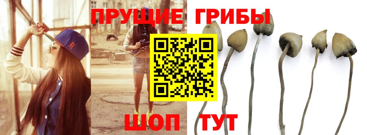 Галлюциногенные грибы Cubensis  Вход с VPN  где купить наркоту  Саров 